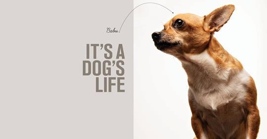 Dog photo